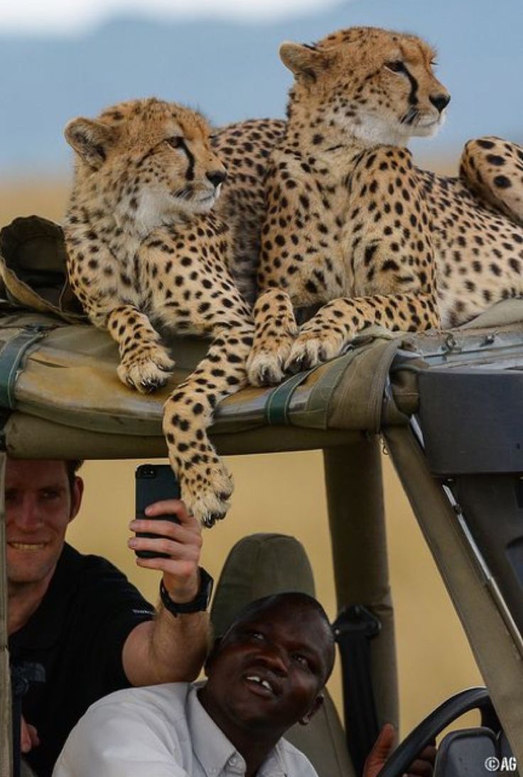 Cheetahs resting on a safari vehicle