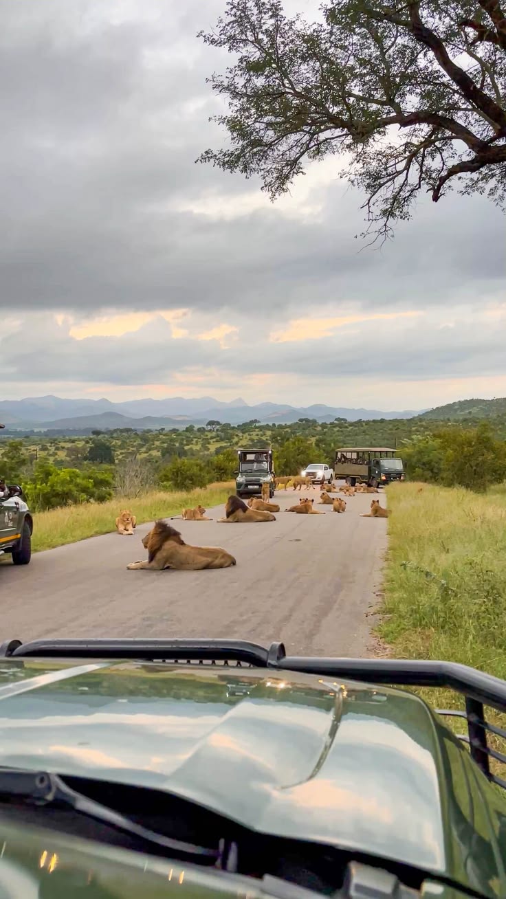 Lions resting on a safari road