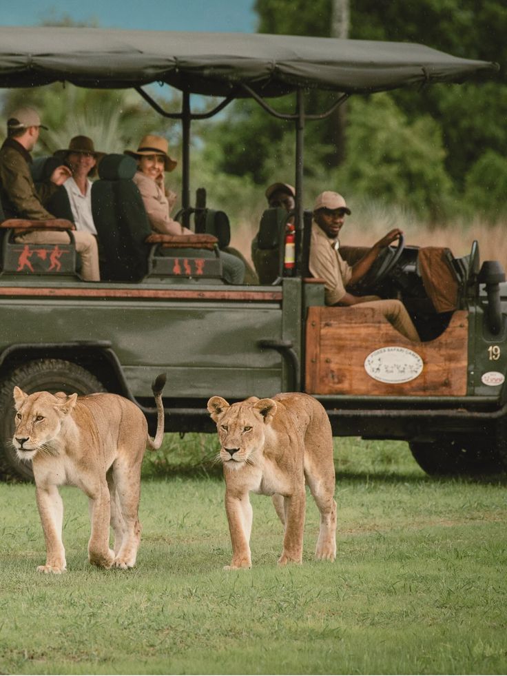 Lions walking near a safari truck