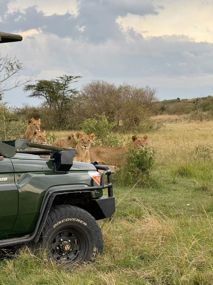 Lions beside a safari vehicle