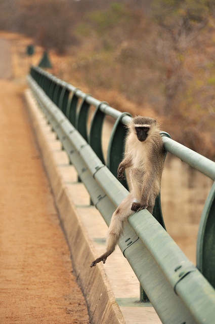Monkey sitting on a bridge railing