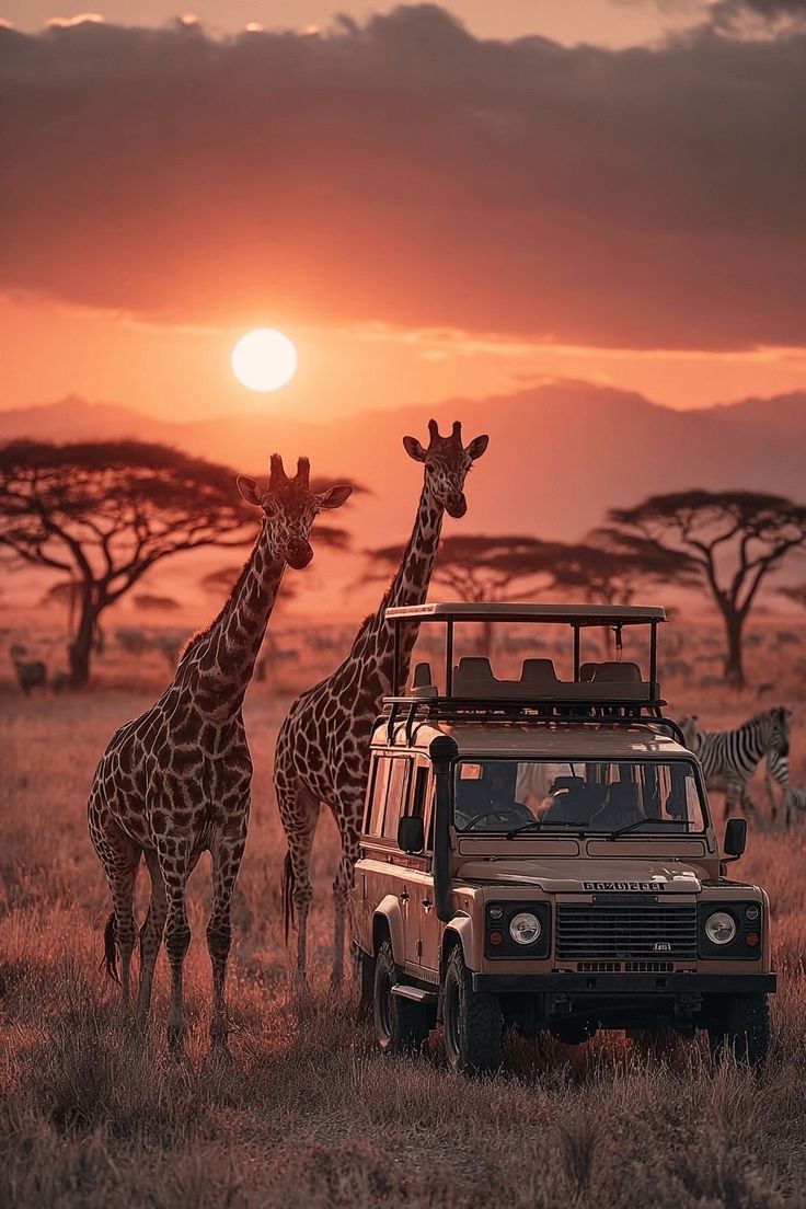Giraffes and safari vehicle at sunset