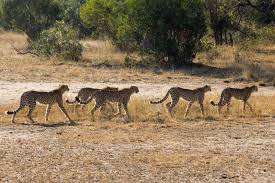 Cheetahs walking along a road