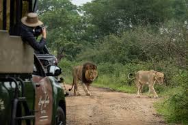 Wild dogs crossing the bush